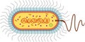 Bacterial cell structure. Prokaryotic cell with nucleoid